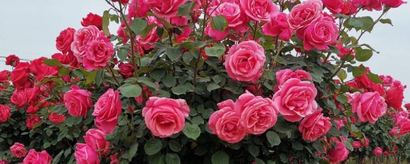 树状月季怎么种植，适宜的生长温度为22-26度