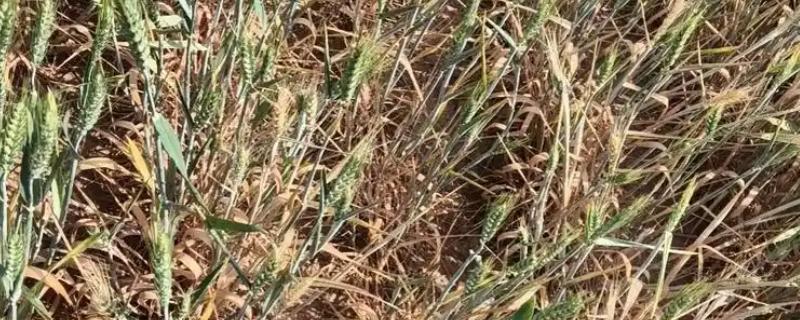 小麦茎基腐病和纹枯病的区别，引发的症状明显不同