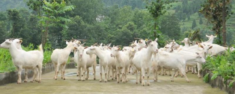南方圈养什么品种的羊，推荐贵州白山羊、圭山山羊等