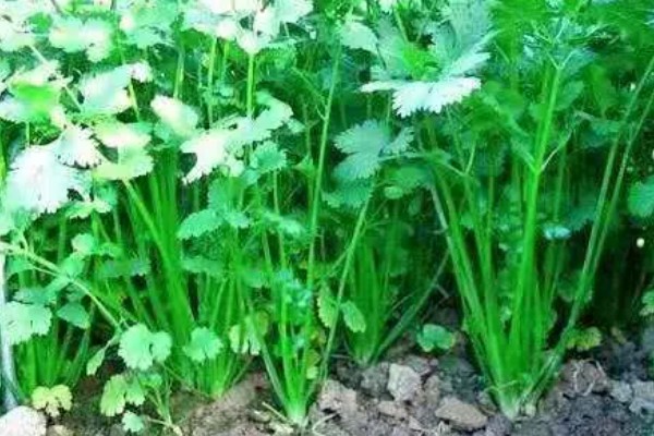 香菜种子的种植方法，播种一般都是直接撒播