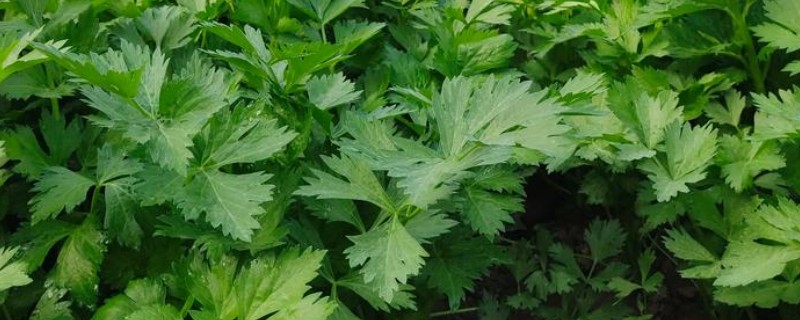 芹菜烂根的原因，可能是浇水过度所致