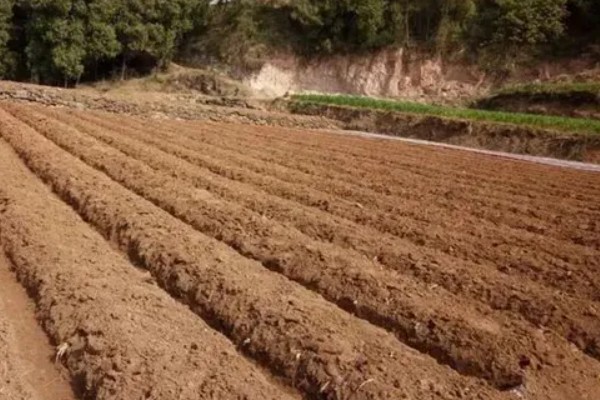 香菜种子的种植方法，播种一般都是直接撒播