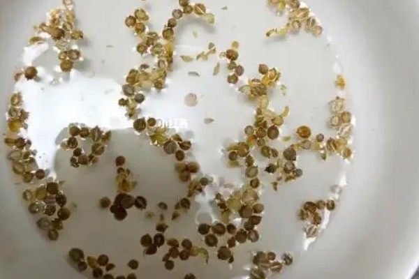 香菜种子的种植方法，播种一般都是直接撒播