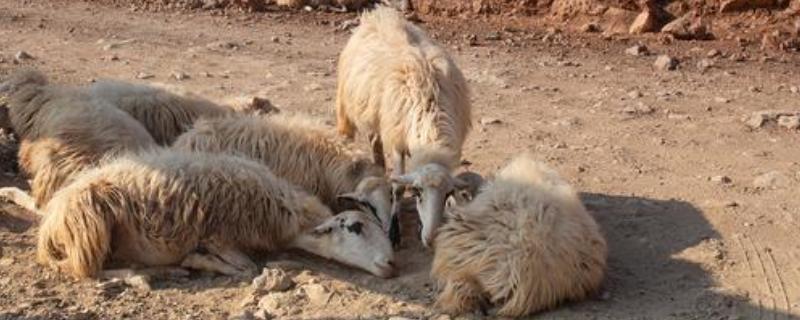 羊吃土的原因，可能是饲料单一所致