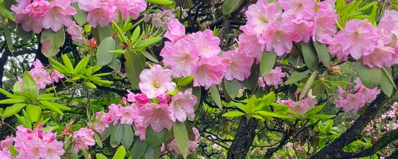 杜鹃花的花语，寓意快乐、自强不息、繁荣富强等