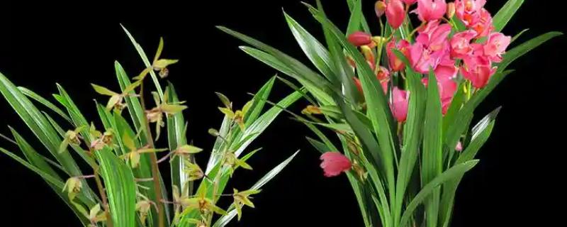 剑兰怎么养殖，要控制好环境的光照