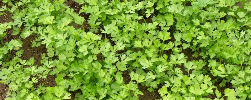 香菜喜欢酸性还是碱性土壤，喜欢微酸性的土壤