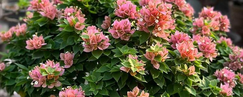 三角梅有的品种介绍，有重瓣红三角梅、小叶紫三角梅等