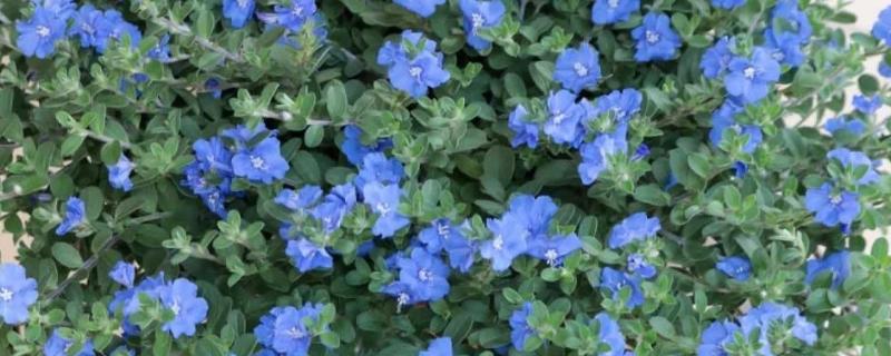 蓝星花如何修剪，在冬季需要进行一次修剪