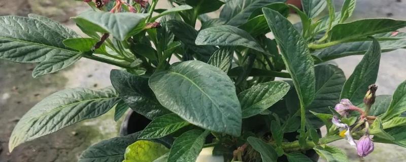 怎么养殖人参果盆栽，为植株每天提供6-8小时的光照