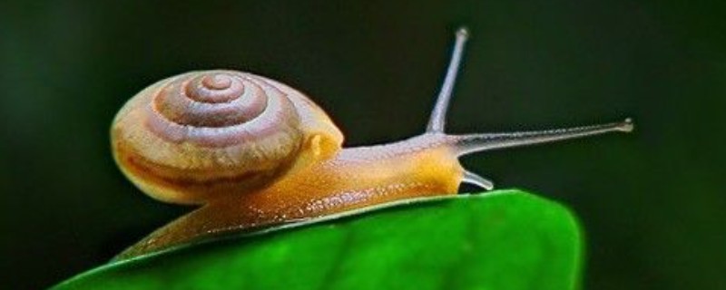 亮大蜗牛简介，其贝壳呈圆球形