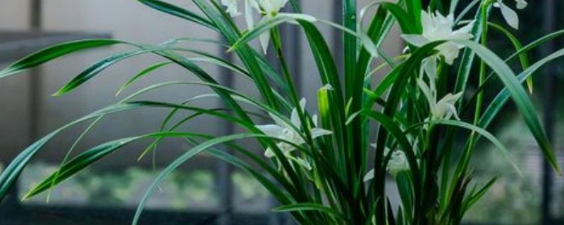 兰花用什么肥料，冬季停止施肥