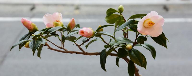 山茶树施什么肥，磷肥的比重较大