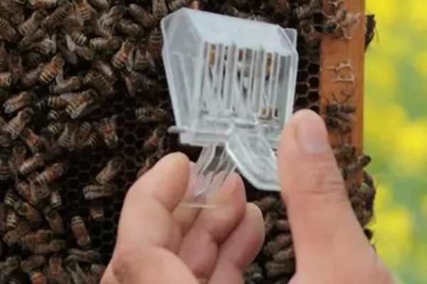 蜜蜂合群时怎么配制酒水，酒和水的比例为一比一