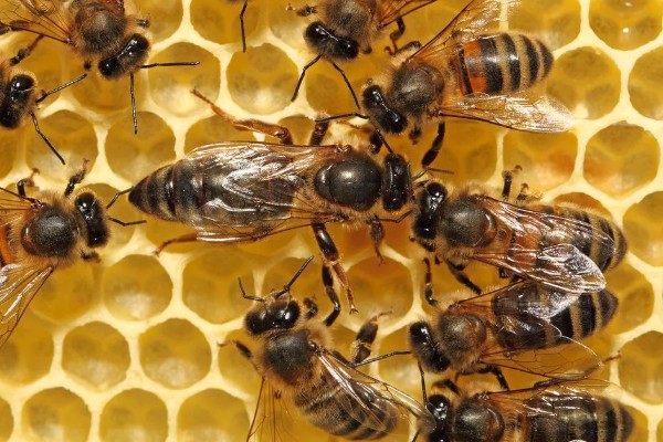 蜜蜂合群时怎么配制酒水，酒和水的比例为一比一