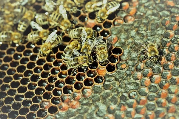 蜜蜂合群时怎么配制酒水，酒和水的比例为一比一