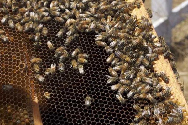 蜜蜂合群时怎么配制酒水，酒和水的比例为一比一