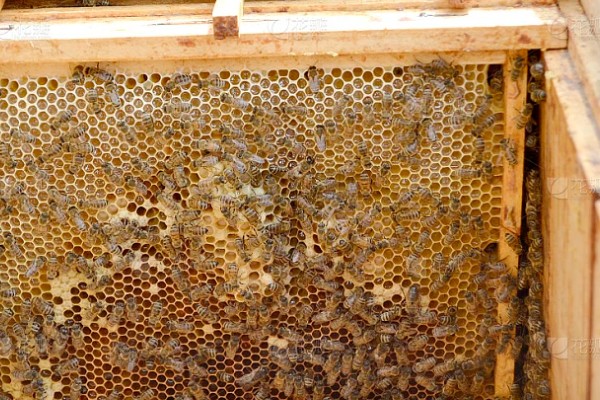 蜜蜂合群时怎么配制酒水，酒和水的比例为一比一