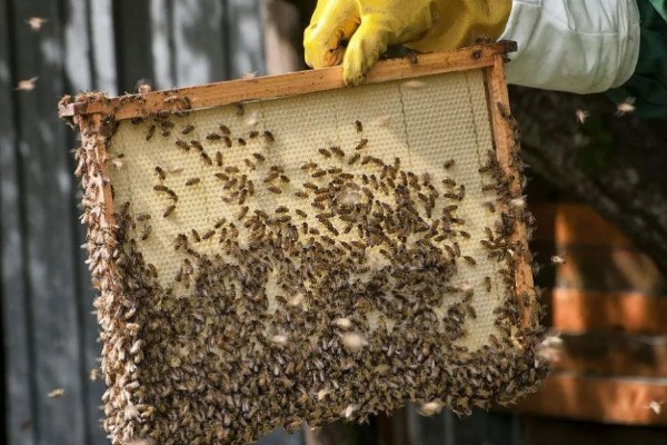蜜蜂合群时怎么配制酒水，酒和水的比例为一比一
