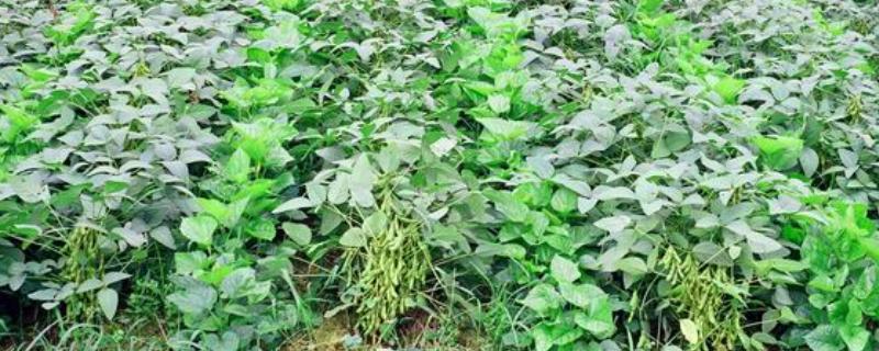 桑园套种豌豆的技术，基肥以三元复合肥为主