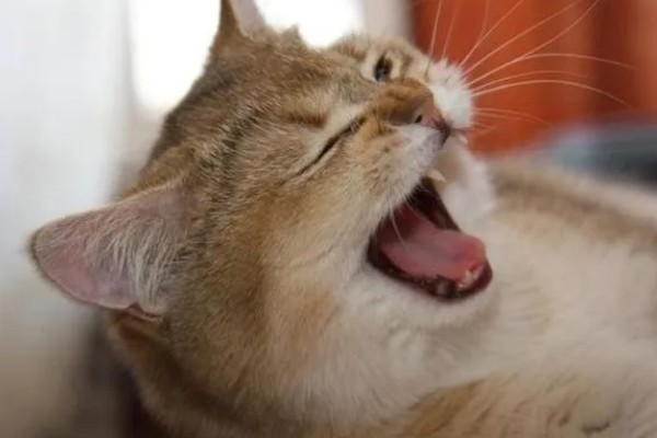 猫咪打喷嚏的原因，可能是过敏所致