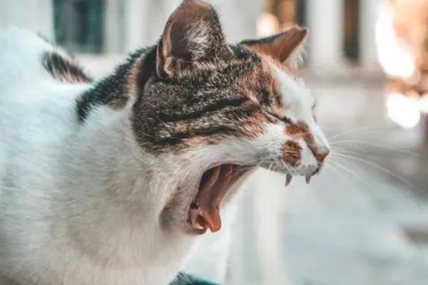 猫咪打喷嚏的原因，可能是过敏所致