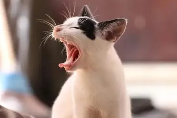 猫咪打喷嚏的原因，可能是过敏所致