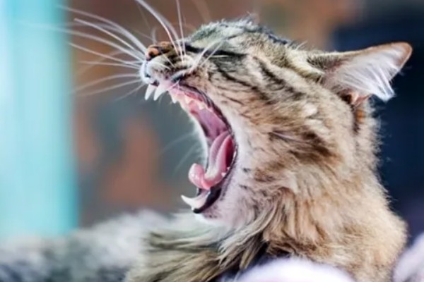 猫咪打喷嚏的原因，可能是过敏所致