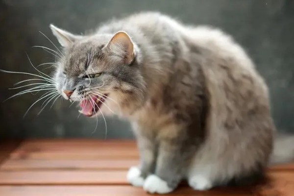 猫咪打喷嚏的原因，可能是过敏所致