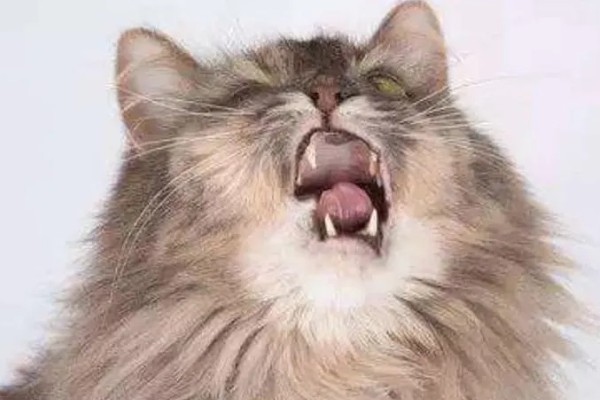 猫咪打喷嚏的原因，可能是过敏所致