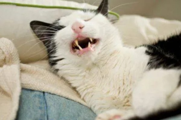 猫咪打喷嚏的原因，可能是过敏所致