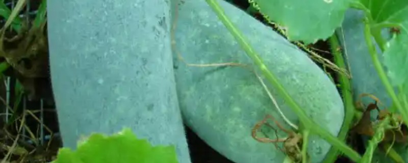 种植冬瓜的管理方法，收获前7-10天左右不再追肥