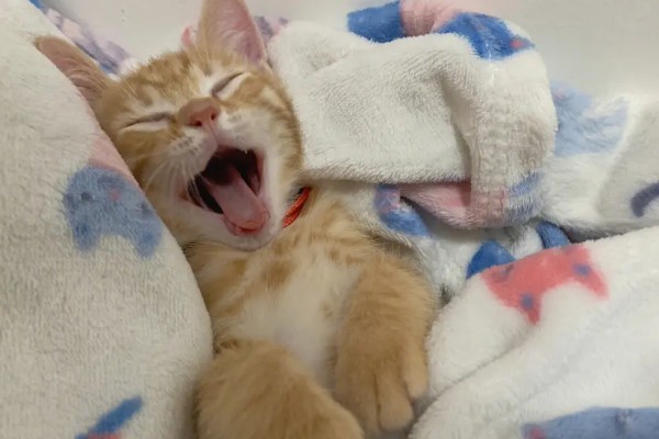 猫咪打喷嚏的原因，可能是过敏所致