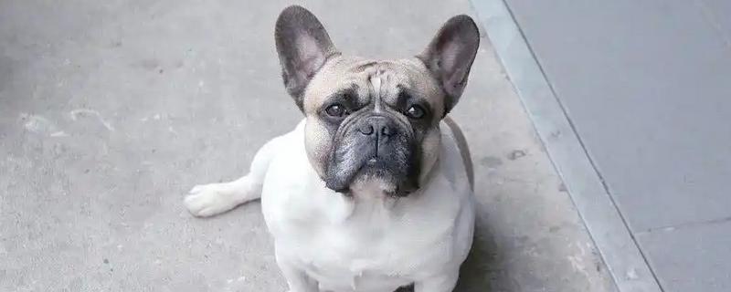 巴哥犬好不好养，是比较好养的犬类