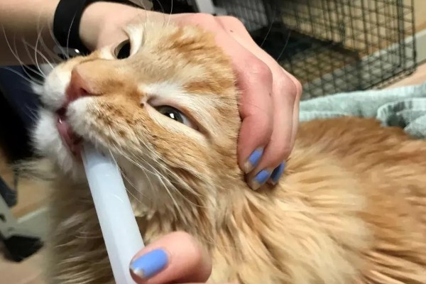 猫咪打喷嚏的原因，可能是过敏所致