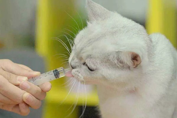 猫咪打喷嚏的原因，可能是过敏所致