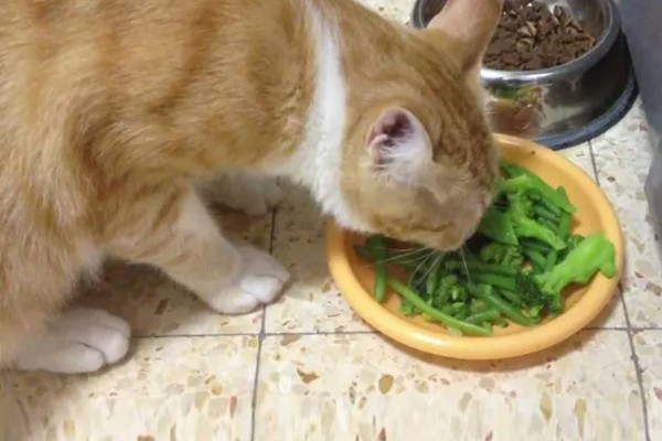 猫咪打喷嚏的原因，可能是过敏所致