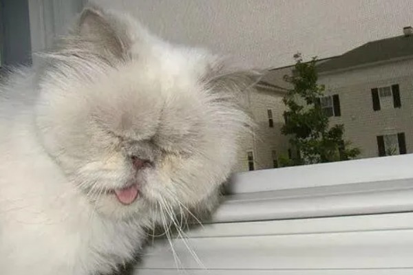 猫咪打喷嚏的原因，可能是过敏所致
