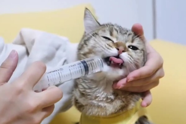 猫咪打喷嚏的原因，可能是过敏所致