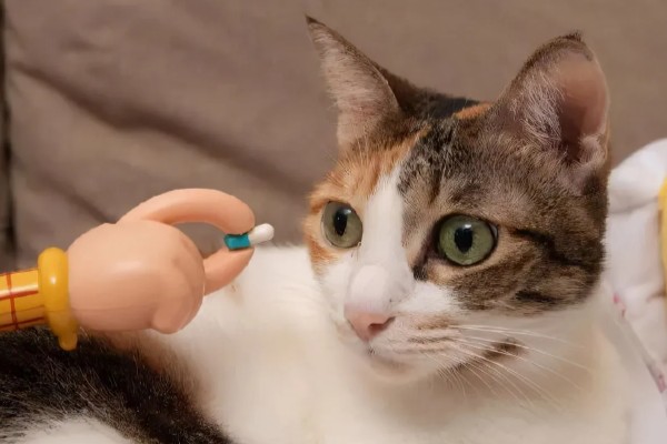 猫咪打喷嚏的原因，可能是过敏所致
