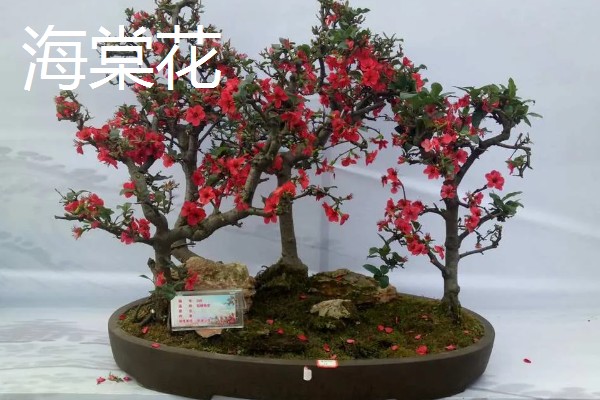 室内绿植浇水后落叶的原因,可能是浇水过多所致