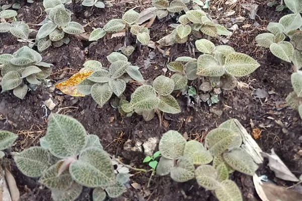金线莲的种植方法，生长适温18-25℃