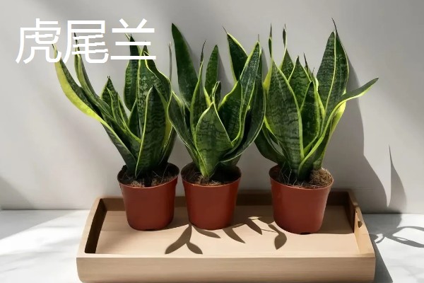 室内绿植浇水后落叶的原因,可能是浇水过多所致