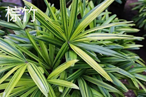 室内绿植浇水后落叶的原因,可能是浇水过多所致