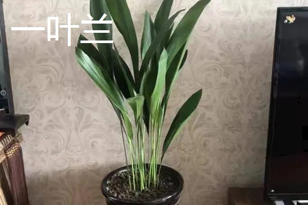 室内绿植浇水后落叶的原因,可能是浇水过多所致