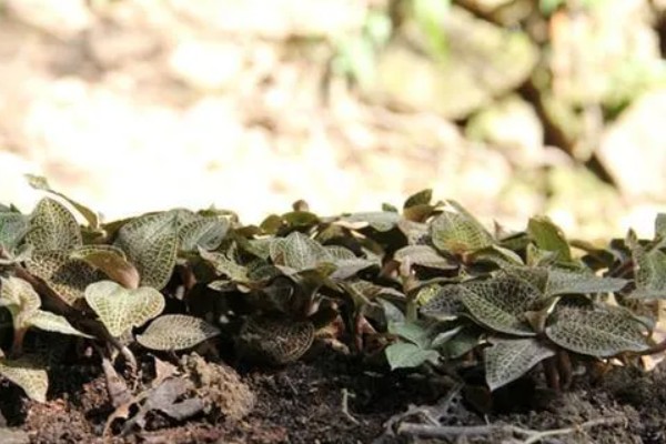 金线莲的种植方法，生长适温18-25℃