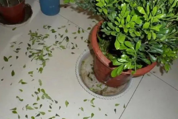 室内绿植浇水后落叶的原因,可能是浇水过多所致