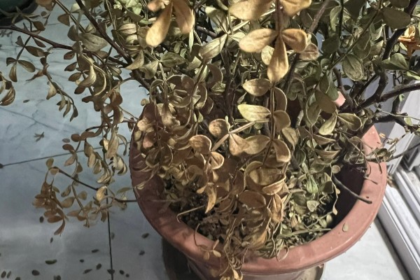 室内绿植浇水后落叶的原因,可能是浇水过多所致