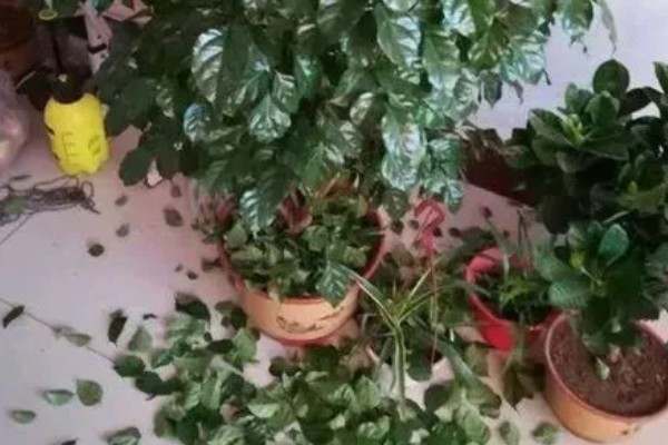 室内绿植浇水后落叶的原因,可能是浇水过多所致
