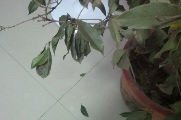 室内绿植浇水后落叶的原因,可能是浇水过多所致